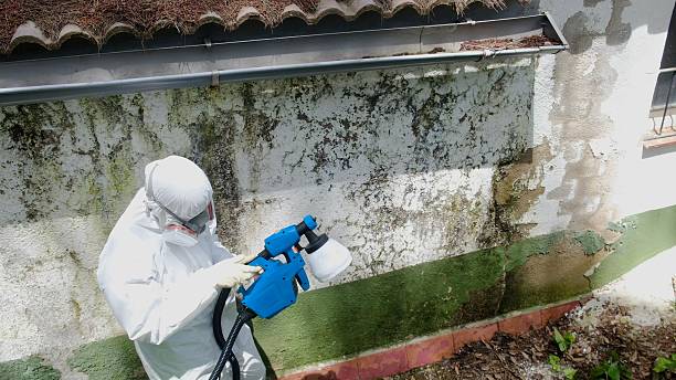 Mold Removal service in Oak Ridge
